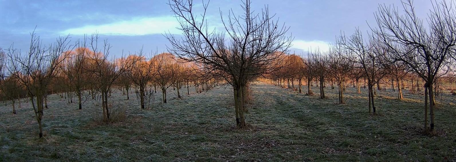 De Boomgaard